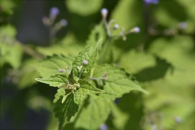 Blue mist spiraea flower buds and leaves - Latin name - Tripora divaricata clipart