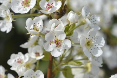 Pear tree branch with white flowers - Latin name - Pyrus communis Jelka clipart