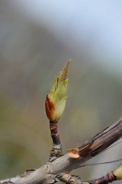 Climbing hydrangea branch with new leaves - Latin name - Hydrangea petiolaris clipart