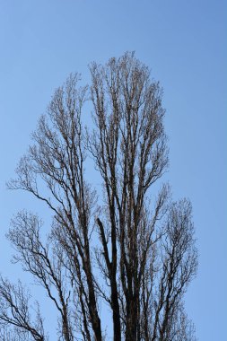 Bahar başlarında tomurcukları olan Lombardy kavak dalları - Latince adı - Populus nigra var. italica