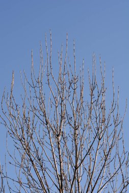 Mavi gökyüzüne karşı tomurcukları olan yaygın kül dalları - Latince adı - Fraxinus Excelsior