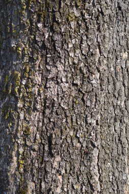 Genel katalpa kabuk detayı - Latince adı - Katalpa bignonioides