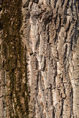 Kanadalı kavak ağacı detayı - Latince adı - Populus x canadensis