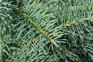 Colorado beyaz köknar dalı - Latince adı - Abies concolor