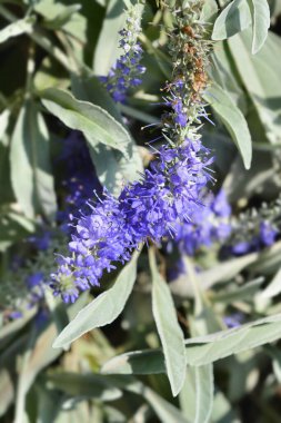 Gümüş yarış çiçekleri, Latince adı Veronica Spicata sp. incana