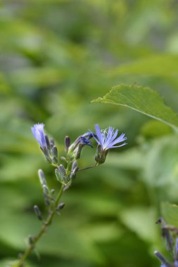 Alp mavisi deve dikeni yaprakları ve çiçekler - Latince adı Lactuca alpina