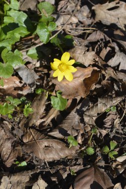 Daha az celandin çiçeği - Latince adı - Ficaria verna