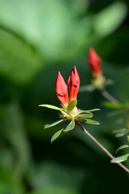 Azalea kırmızı çiçek tomurcukları - Latince adı - Rododendron Girards Kırmızı