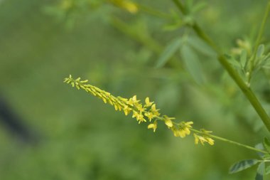 Sarı tatlı yonca - Latince adı - Melilotus officinalis