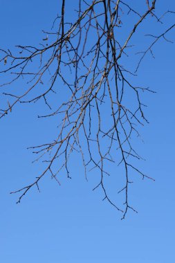 Broad-leaved lime branch with buds against the blue sky - Latin name - Tilia platyphyllos clipart