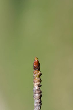 Tomurcuklu Amerikan tatlandırıcı dalı - Latince adı - Sıvı dambar styraciflua