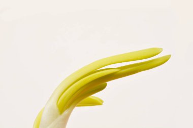 Tarafsız bir arkaplanda yeşil filizlenen soğanın yakın plan çekimi.