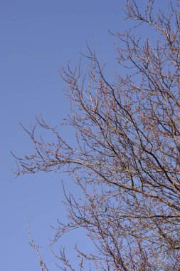 Kiraz ağacı dalları çiçek tomurcukları - Latince adı - Prunus cerasifera