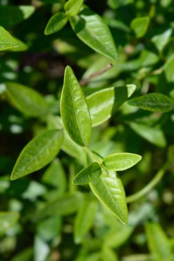 Küçük Periwinkle yaprakları - Latince adı - Vinca minor