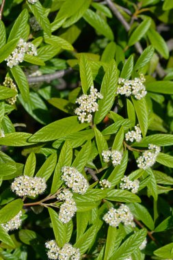 Beyaz çiçekli söğüt ağacı dalı - Latince adı - Cotoneaster salicifolius
