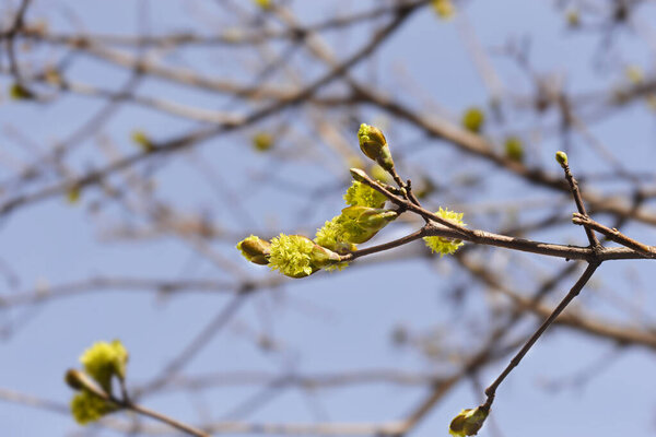 Норвегия картографирует ветви с цветочными почками - латинское название - Acer platphyides