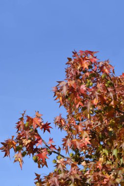 Sonbahar yaprakları ve tohumları olan Amerikan tatlı sakız dalları - Latince adı - Liquidambar styraciflua