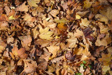 Zemin sıcak sonbahar tonlarında kuru yapraklarla kaplı.
