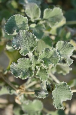 Deniz tarağı Kabuğu Horehound yaprakları - Latince adı - Marrubium supinum