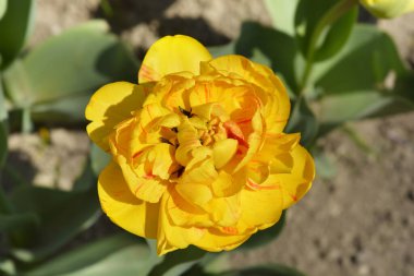 Çift lale sarısı çiçek - Latince adı - Tulipa Sarı Pomponette