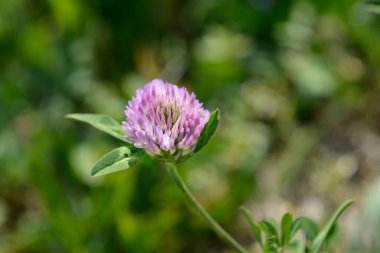Kırmızı yonca çiçeği ve yaprakları - Latince adı - trifolium pratense