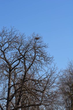 Ağacın tepesinde yaprak tomurcukları ve kuş yuvası olan yaygın at kestanesi dalları - Latince adı - Aesculus hipocastanum