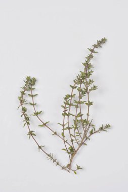 Temiz, beyaz bir arkaplana karşı yukarıdan aşağıya doğru çekilen hassas bir kekik filizi