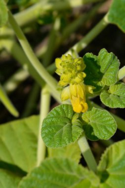Sarı şeytanlar çiçekleri pençelerler - Latince adı - Ibicella lutea