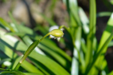 Bahar kar tanesi olgunlaşmamış tohum kabuğu - Latince adı - Leucojum vernum