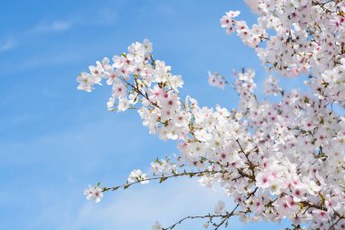 Çiçekli kiraz dalları - Latince adı - Prunus Gelin