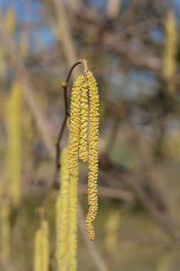 Latince adı Corylus Avellana olan Catkins ile ortak ela dalı
