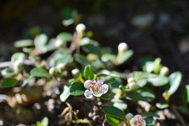 Bearberry cotoneaster beyaz çiçekleri - Latince adı - Cotoneaster dammeri Radicans