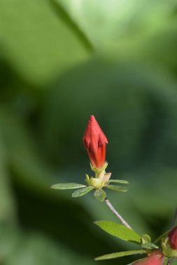Azalea kırmızı çiçek tomurcukları - Latince adı - Rododendron Girards Kırmızı