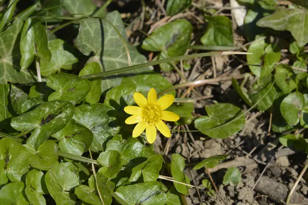 Daha az celandin çiçeği - Latince adı - Ficaria verna