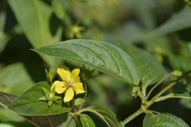 Gevşek sarı çiçek, meyve ve yapraklar - Latince adı - Lysimachia ciliata