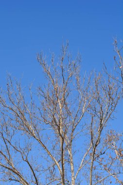 Baharda tomurcuk ve tohumlarla dolu Londra uçak dalları - Latince adı Platanus x hispanica