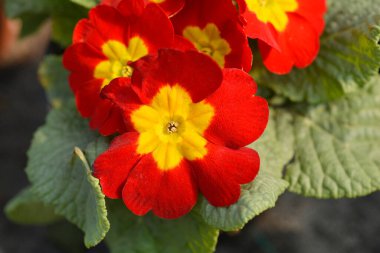 Primrose kırmızı ve sarı çiçekler - Latince adı - Primula vulgaris