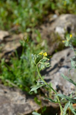 Dalgalı Alison çiçekleri - Latince adı - Aurinia sinuata