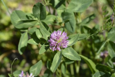 Kırmızı yonca çiçeği ve yaprakları - Latince adı - trifolium pratense