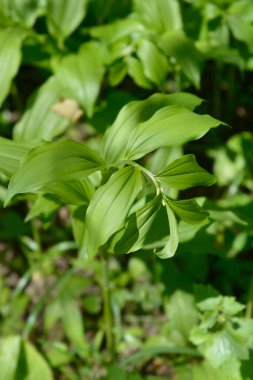 Kokulu Solomonlar - Latince adı Poligonatum odoratum
