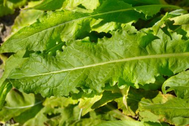 Türk roket yaprakları - Latince adı - Bunias orientalis