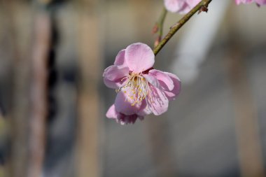 Çiçekli ağlayan kayısı dalı - bilimsel adı - Prunus mume Pendula