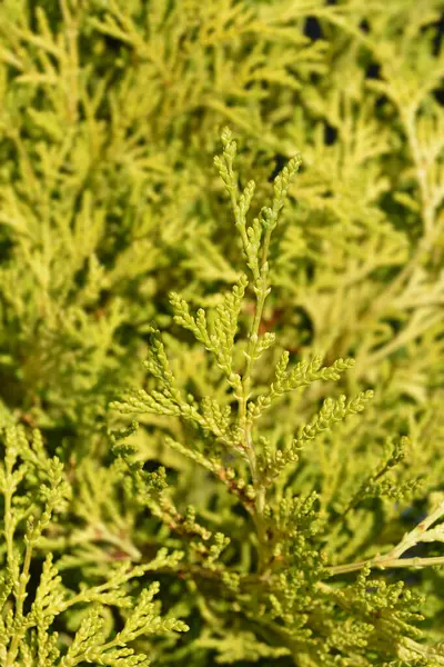 Hinoki selvi dalı - Latince adı Chamaecyparis obtusa Kamarachiba