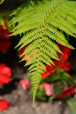 Yumuşak kalkan eğreltiotu yaprağı - Latince adı - Polystichum setiferum