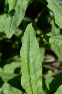 Mavi Houndstongue Latince adıyla Cynoglossum creticum 'dan ayrılıyor