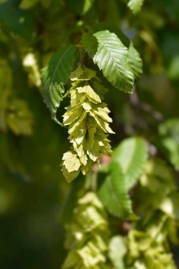 Tohumları olan doğu boynuz ışını dalı - Latince adı - Carpinus orientalis