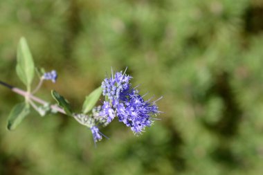 Mavi Sakal Çiçekleri - Latince adı - Caryopteris x Clandonensis