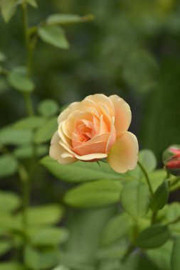 Gül şeftali çiçeği - Latince adı - Rosa Eveline Wild