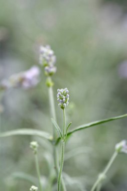 Lavandula angustifolia Vienco Purple lavanta çiçeği tomurcukları - Latince adı