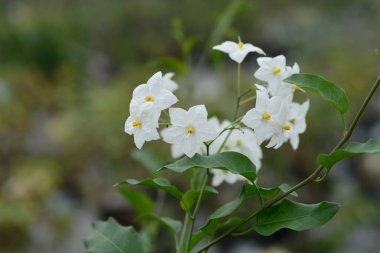 Potato vine white flowers - Latin name - Solanum laxum